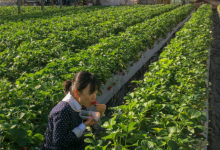 aardbeien Japan