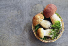 paddenstoelen