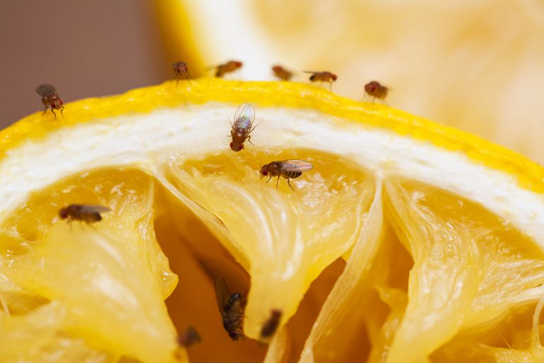 Fruitvliegjes weghouden