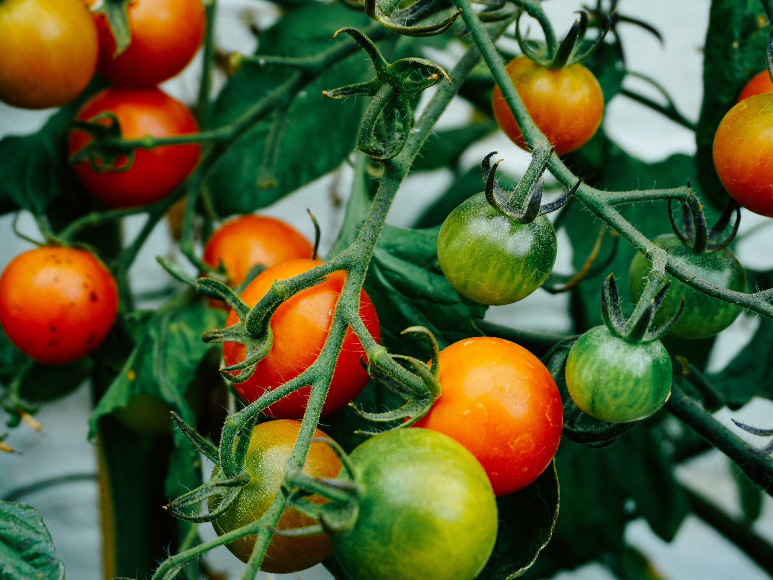 tomaten