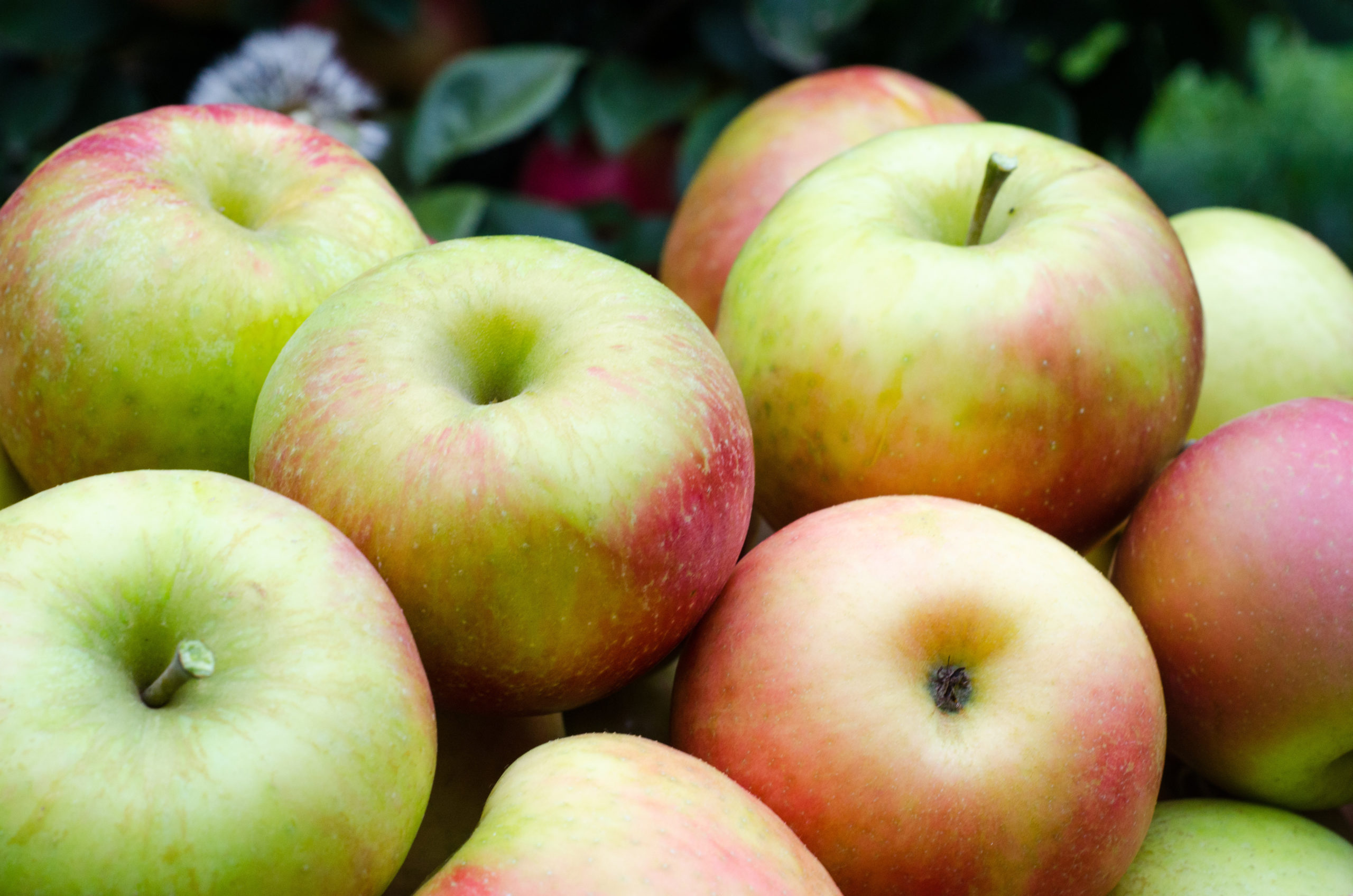 appels