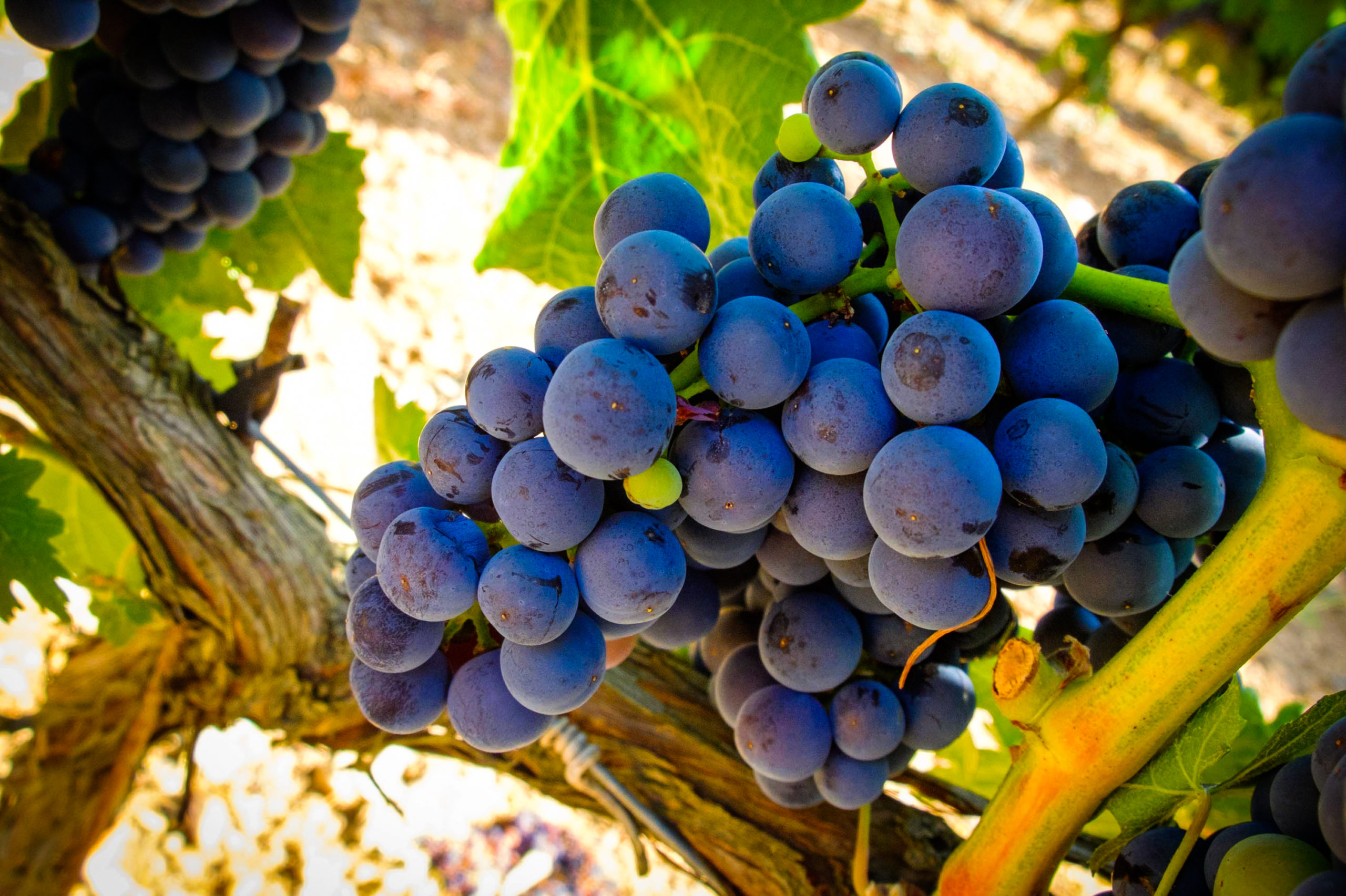 Ribera del Duero
