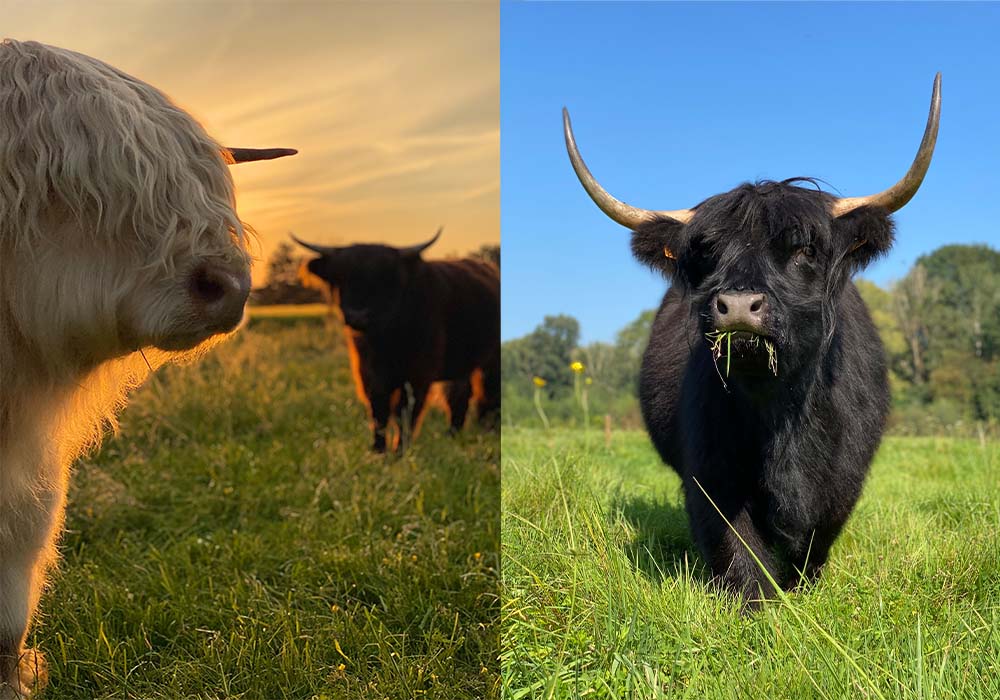 highland coo