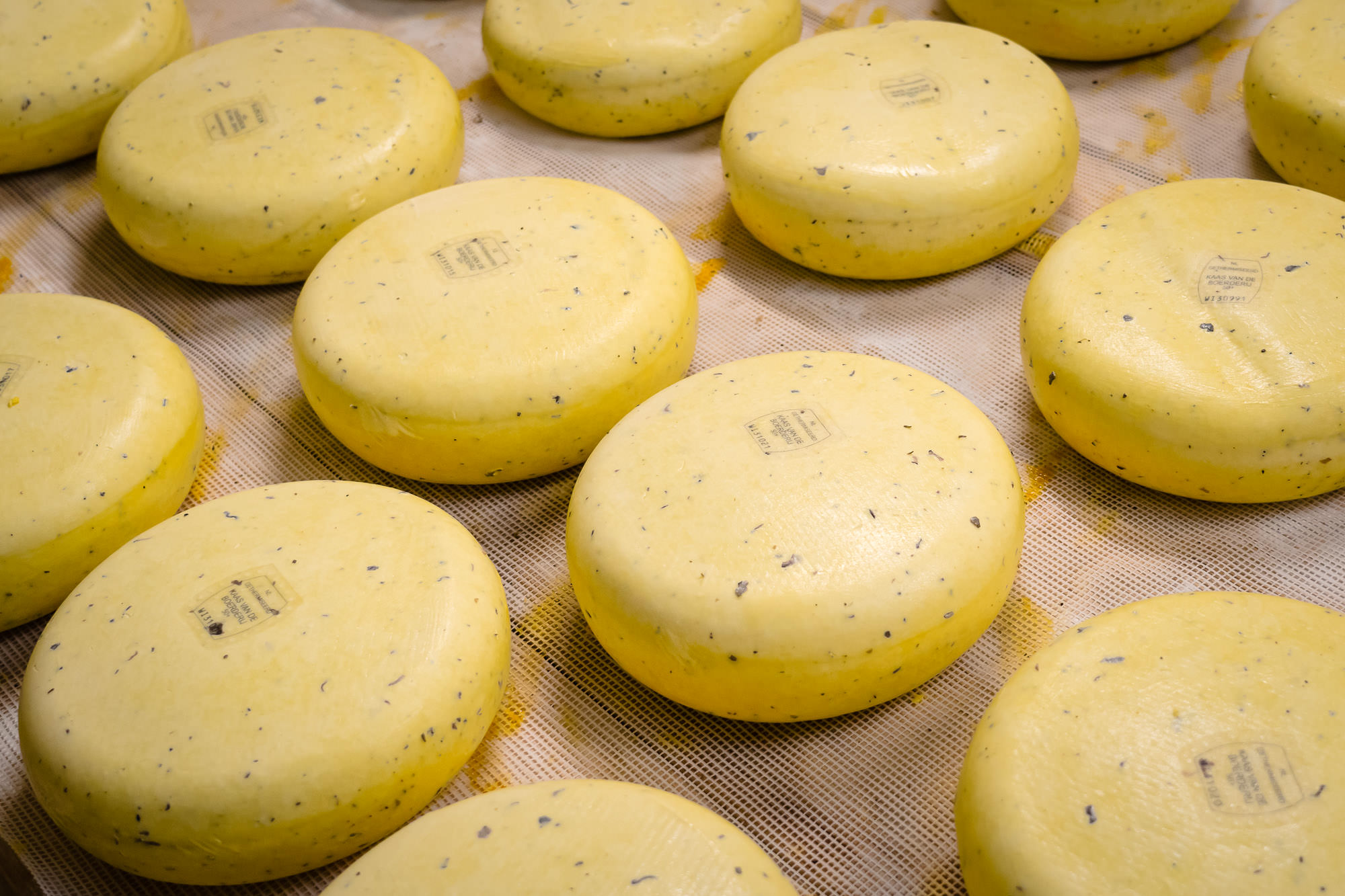 Gouda Cheese Valley