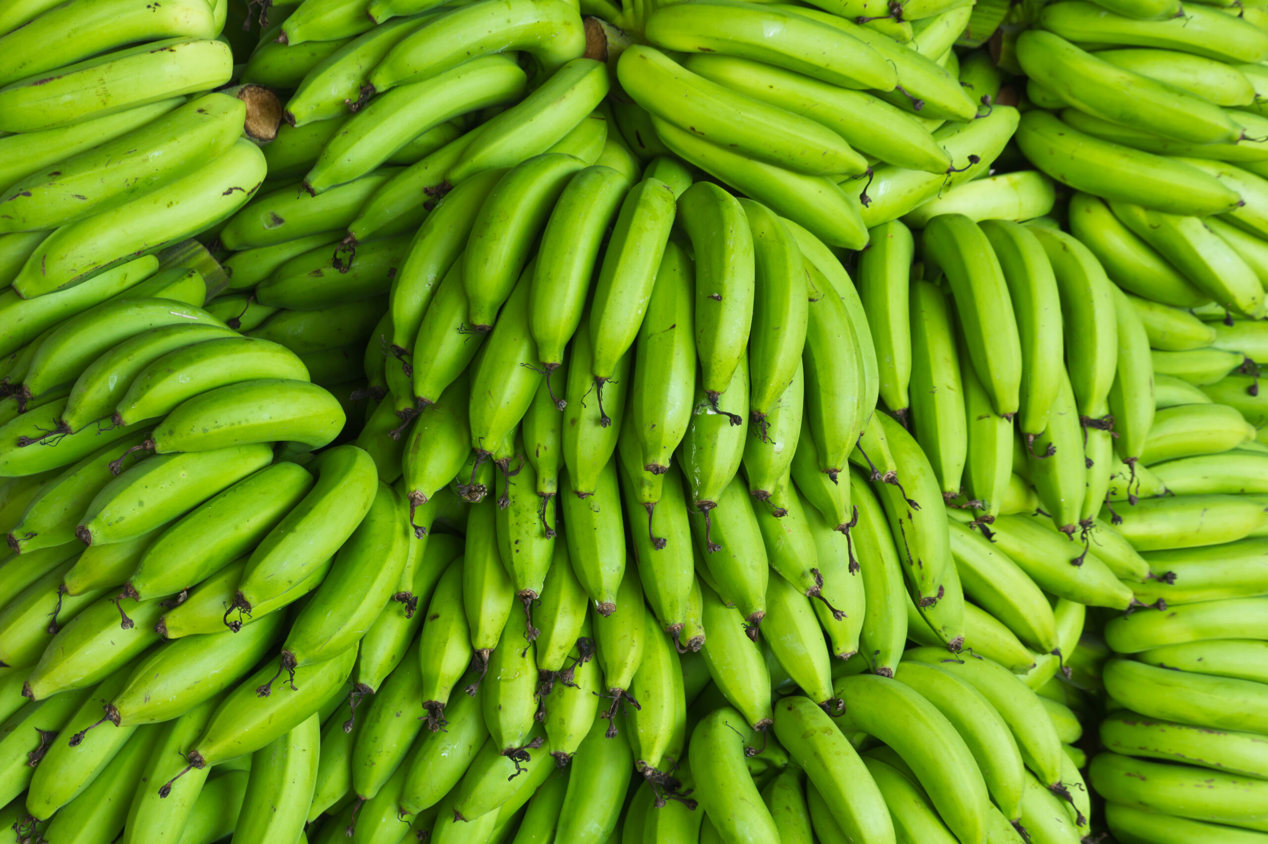 groene bananen banaan