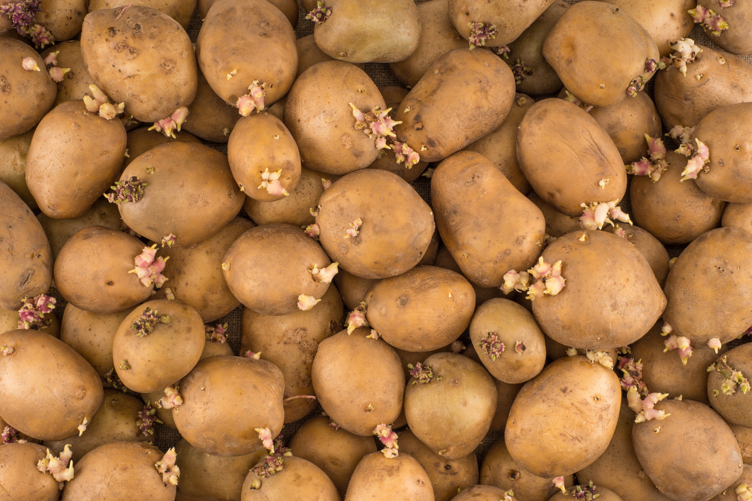 aardappelen scheuten