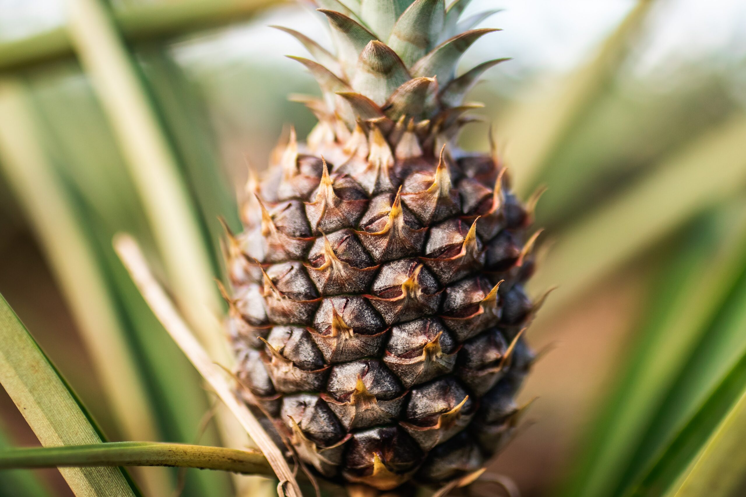 met dit trucje is je ananas direct rijp