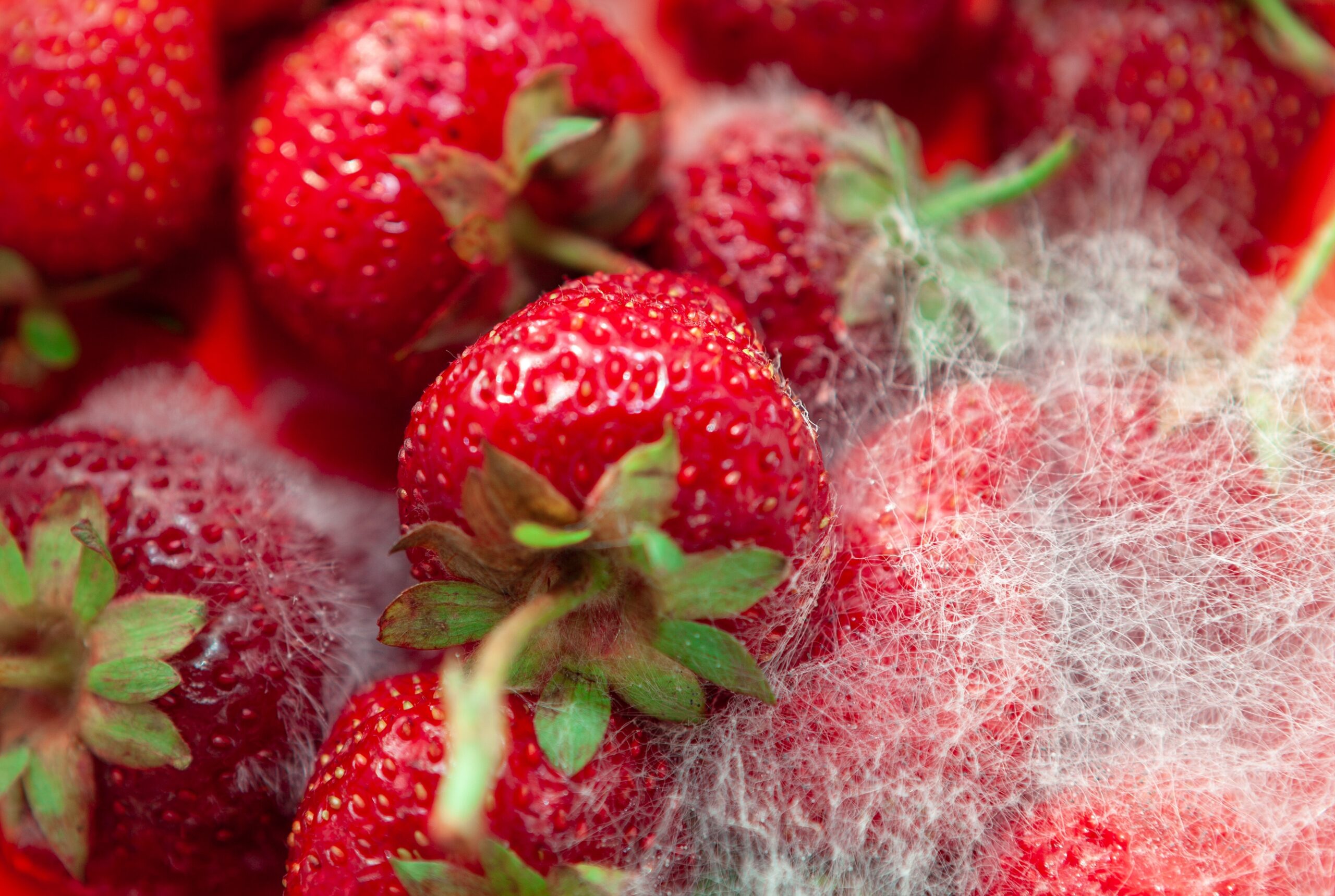 beschimmeld fruit aardbei