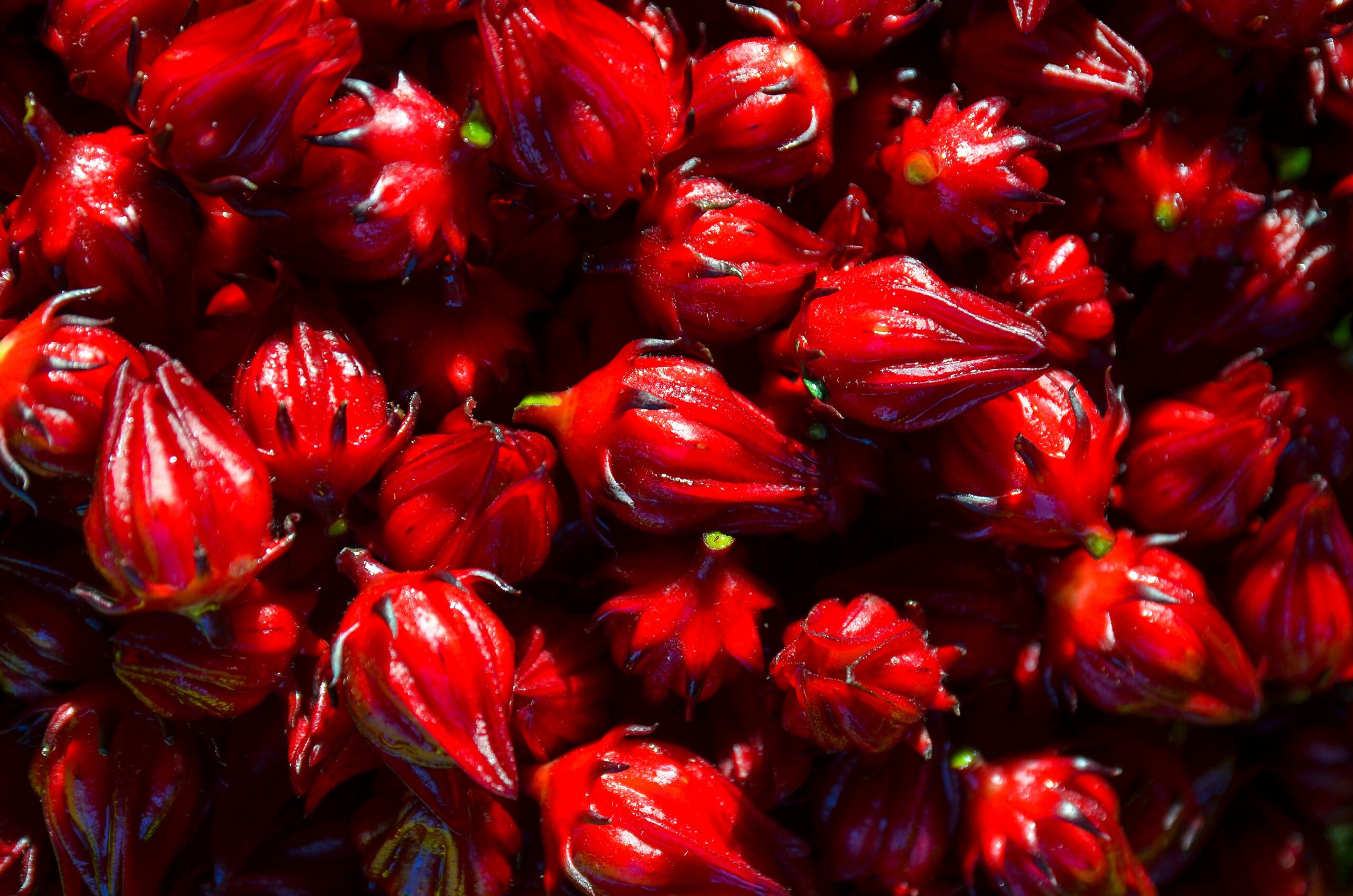 exotische ingrediënten: wat is hibiscus?