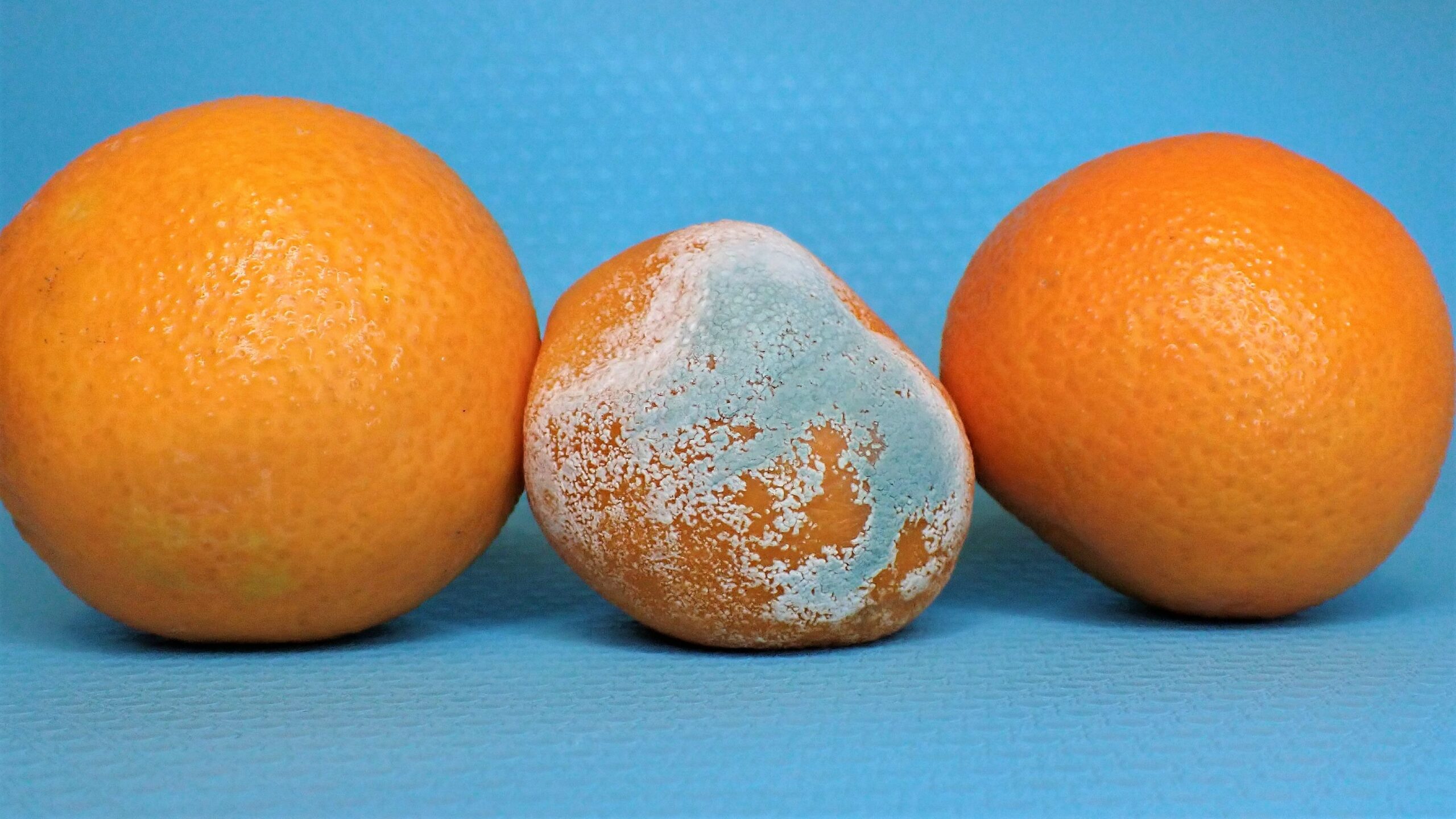 Welke schimmels zijn gevaarlijk?