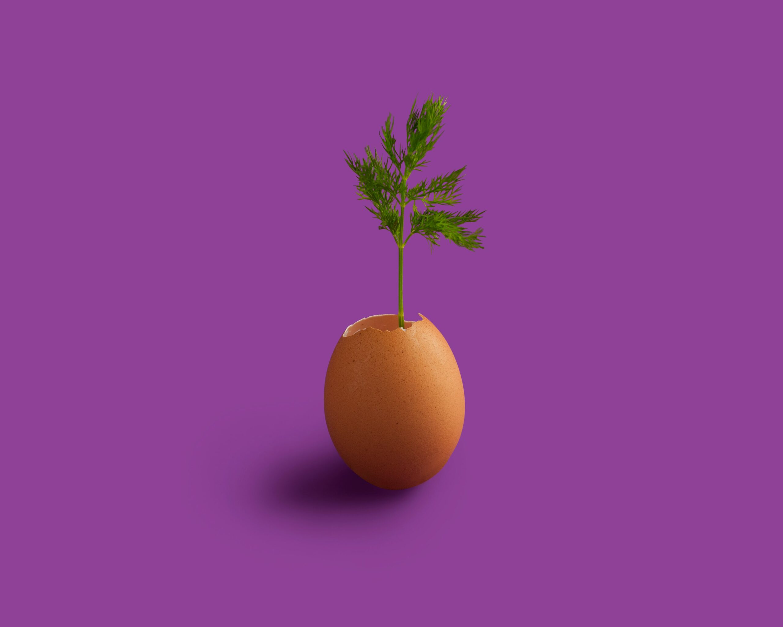 vegan eieren