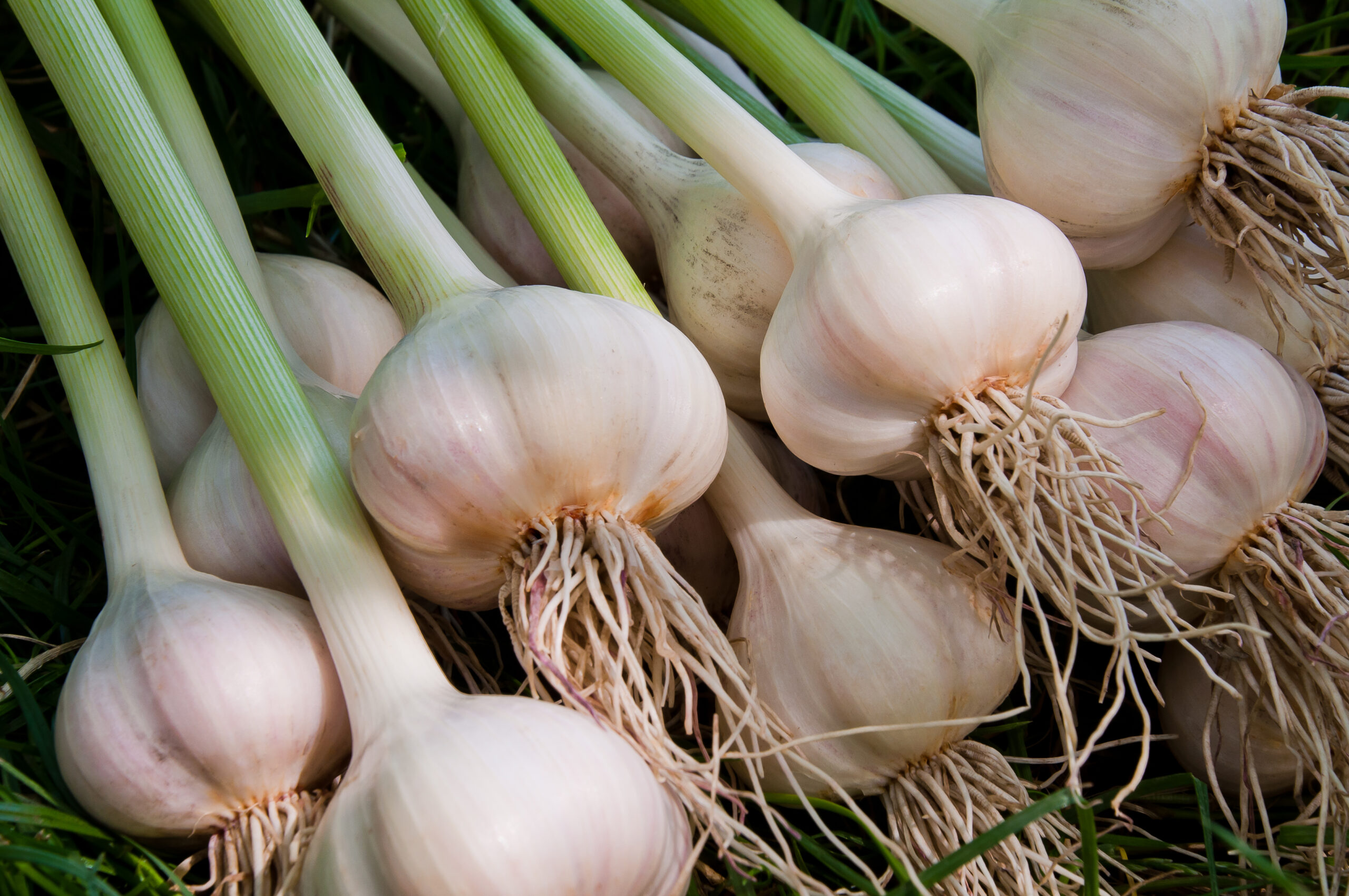 knoflook
