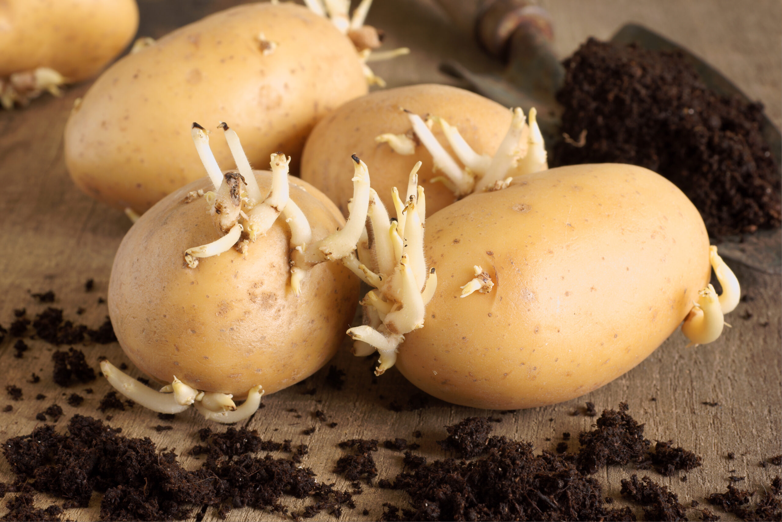 aardappel scheuten
