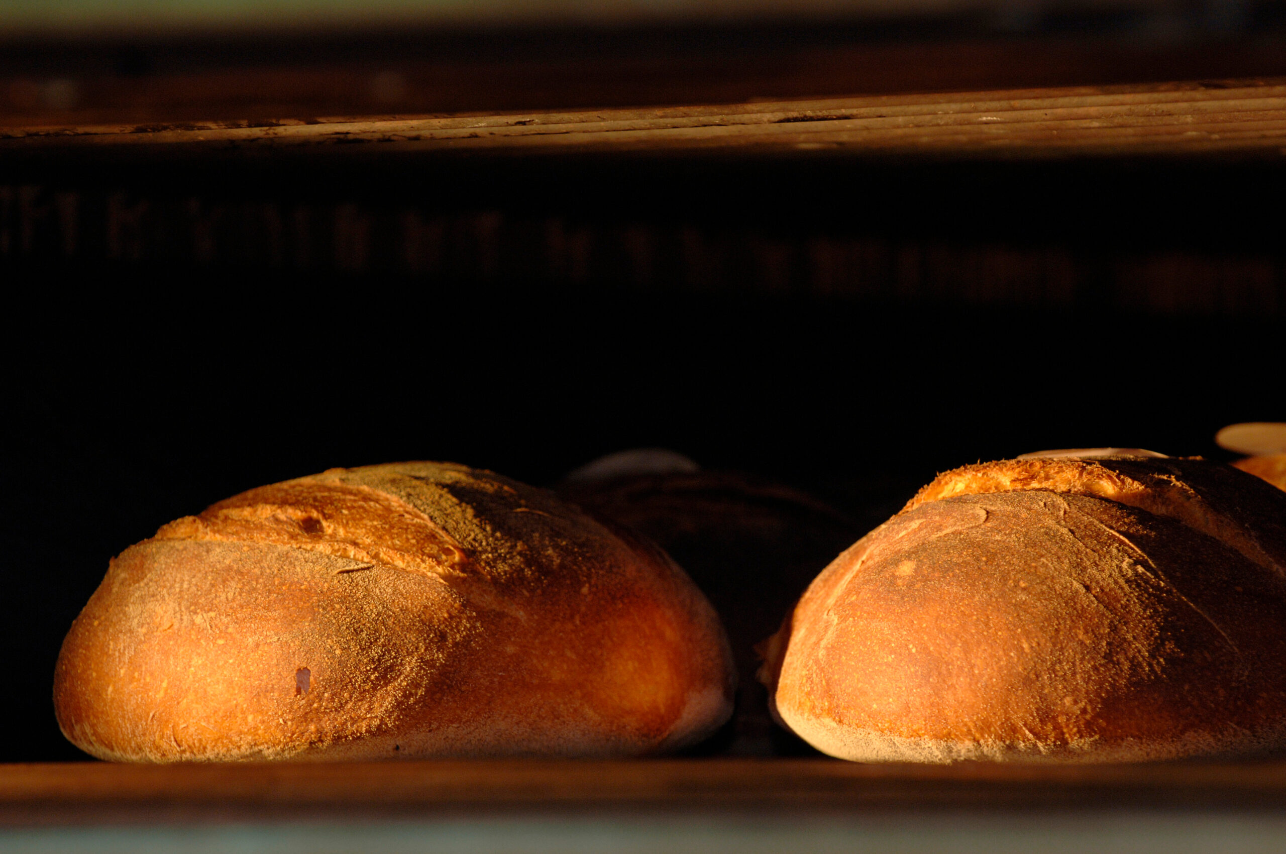 altamura brood